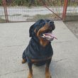 Rottweiler szuka kutya