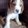 Beagle kölykökkutyák eladók 