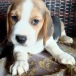 Beagle kölykökkutyák eladók 