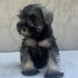  Miniature Schnauzer