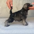  Miniature Schnauzer