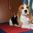 Törzskönyves beagle szuka  kiskutya  eladó !