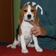 Törzskönyves beagle szuka  kiskutya  eladó !