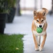 Shiba inu 6 hónapos kan, szerető családot keres