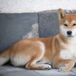 Shiba inu 6 hónapos kan, szerető családot keres