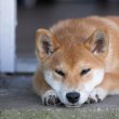 Shiba inu 6 hónapos kan, szerető családot keres