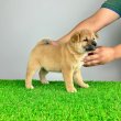 Törzskönyves Shiba Inu kiskutya