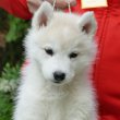 Siberian Husky puppies