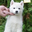 Siberian Husky puppies