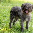 Dobby, a snauzer puli keverék