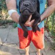 Cane Corso kiskutyák új gazdájikat keresik