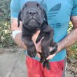 Cane Corso kiskutyák új gazdájikat keresik