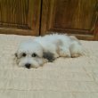 Bichon Havanese