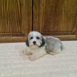 Bichon Havanese