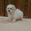 Bichon Havanese