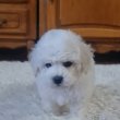 Bichon Frise