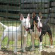 Mini bull terriers