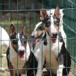 Mini bull terriers