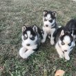 Husky kiskutyák eladók