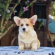 Walesi Corgi Pembroke kiskutyák eladók