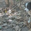 Border collie fiú kiskutya 