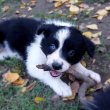 Border Collie kiskutyák