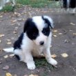 Border Collie kiskutyák