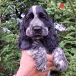 Angol cocker spániel, blue-roan kölykök 