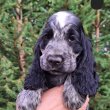 Angol cocker spaniel kan kölykök