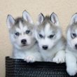 3 gyönyörű szibériai husky kiskutya