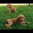 Goldendoodle +36209877091