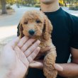 Goldendoodle +36209877091