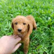 Goldendoodle +36209877091