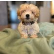 Maltipoo puppies