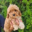 Maltipoo puppies