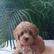 Mini female poodle