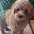 Mini female poodle