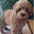 Mini female poodle