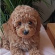 Mini female poodle