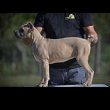 Cane Corso kölykök 