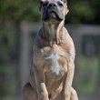 Cane Corso kölykök 