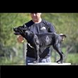 Cane Corso kölykök 