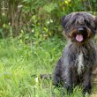 Dobby, a snauzer puli keverék