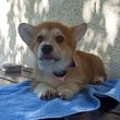 CORGI WELSH PEMBROKE puppies for sale 