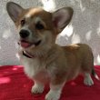 CORGI WELSH PEMBROKE puppies for sale 