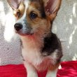 CORGI WELSH PEMBROKE puppies for sale 