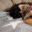 4,5 hónapos Yorkshire terrier kislány