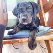 Catahoula Leopárdkiskutya  eladó