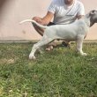 Dogo Argentino puppies