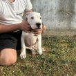 Dogo Argentino puppies